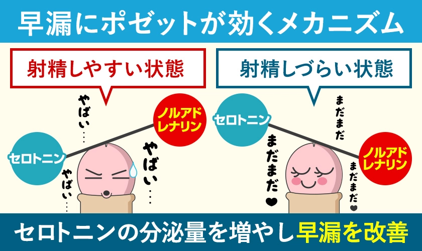 早漏にポゼットが効くメカニズム